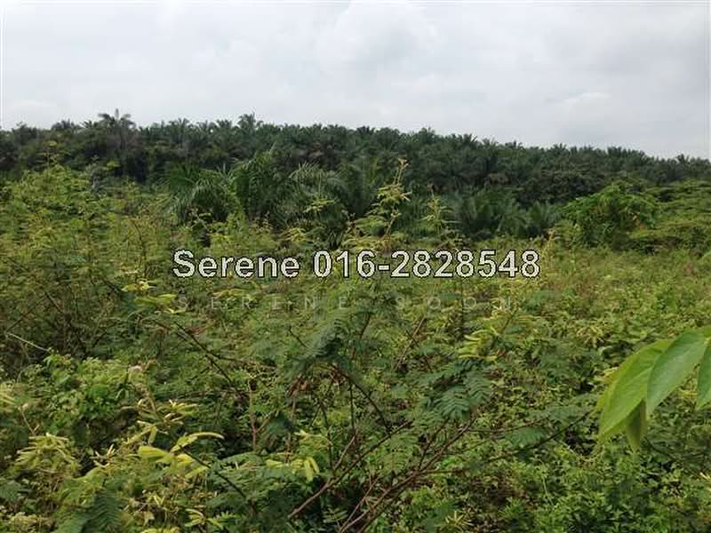 Agricultural Land for Sale in Rantau (Negeri Sembilan) - Serene Soon - PropertyGuru.com.my