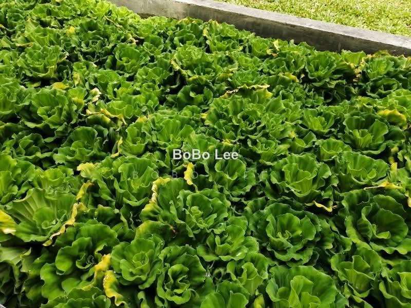 Bungalow House untuk Dijual di Taman Overseas Union (Taman Oug) (Jalan Klang Lama (Old Klang Road)) - Bobo Lee - PropertyGuru.com.my