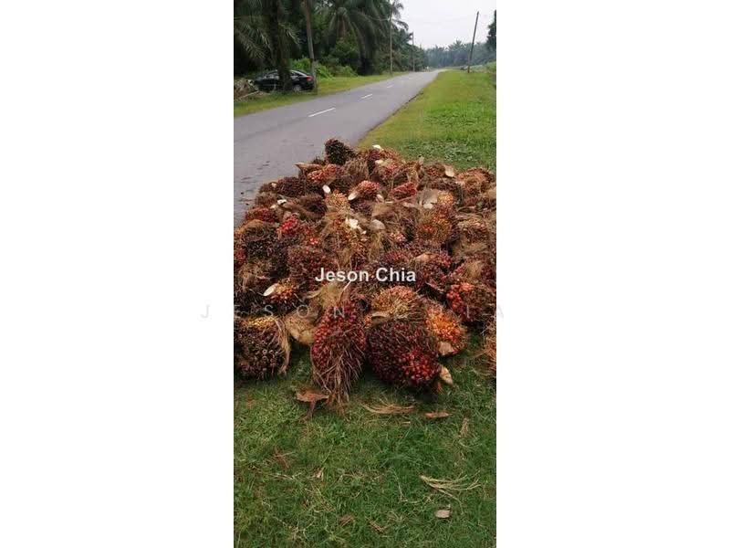 Agricultural Land for Sale in Banting (Selangor) - Jeson Chia - PropertyGuru.com.my