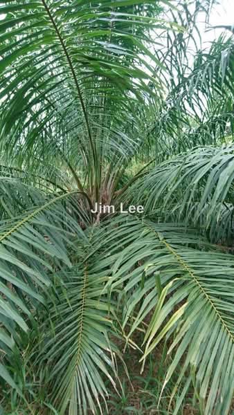Agricultural Land for Sale in Batang Kali (Selangor) - Jim Lee - PropertyGuru.com.my