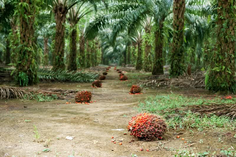 Agricultural Land for Sale in Batang Kali (Selangor) - Jim Lee - PropertyGuru.com.my
