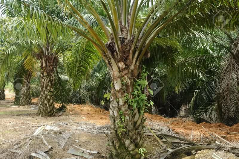 Agricultural Land for Sale in Batang Kali (Selangor) - Jim Lee - Exterior - PropertyGuru.com.my