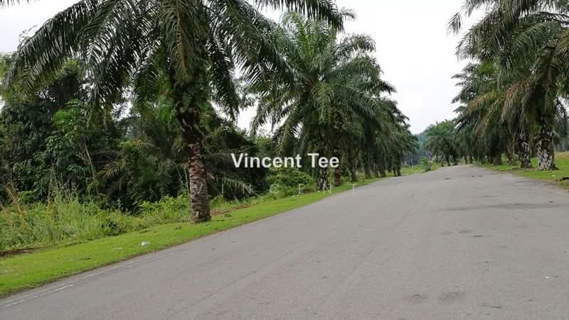 Agricultural Land for Sale in Bestari Jaya, Ijok (Kuala Selangor) - Vincent Tee - PropertyGuru.com.my