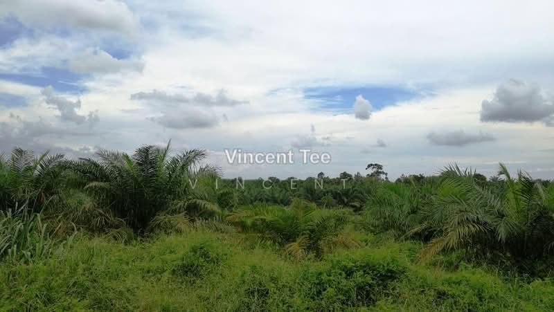 Agricultural Land for Sale in Batu Pahat (Yong Peng) - Vincent Tee - PropertyGuru.com.my