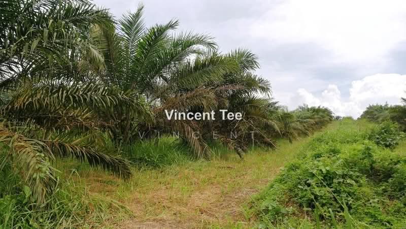Agricultural Land for Sale in Batu Pahat (Yong Peng) - Vincent Tee - PropertyGuru.com.my