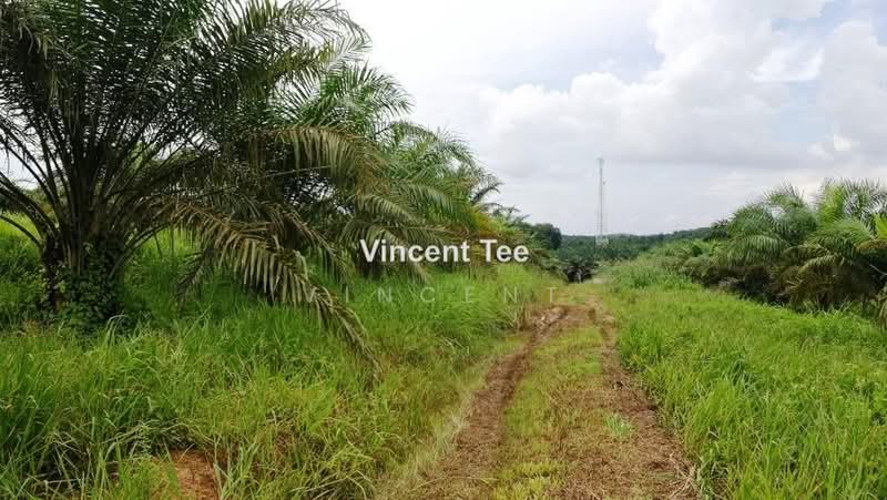 Agricultural Land for Sale in Batu Pahat (Yong Peng) - Vincent Tee - PropertyGuru.com.my
