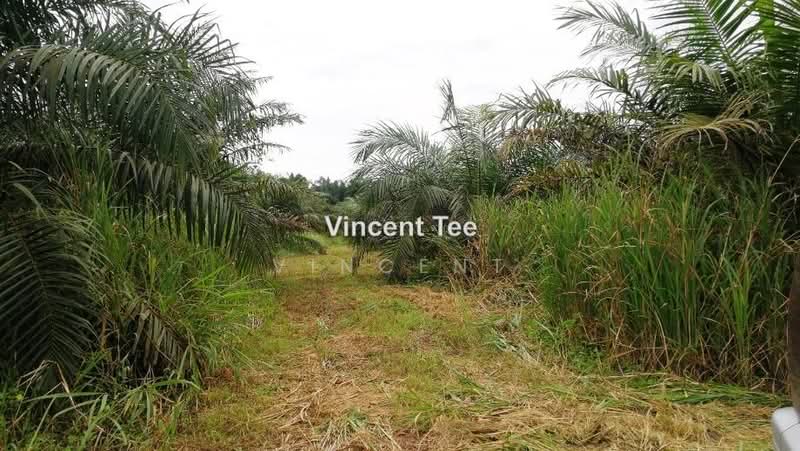 Agricultural Land for Sale in Batu Pahat (Yong Peng) - Vincent Tee - PropertyGuru.com.my