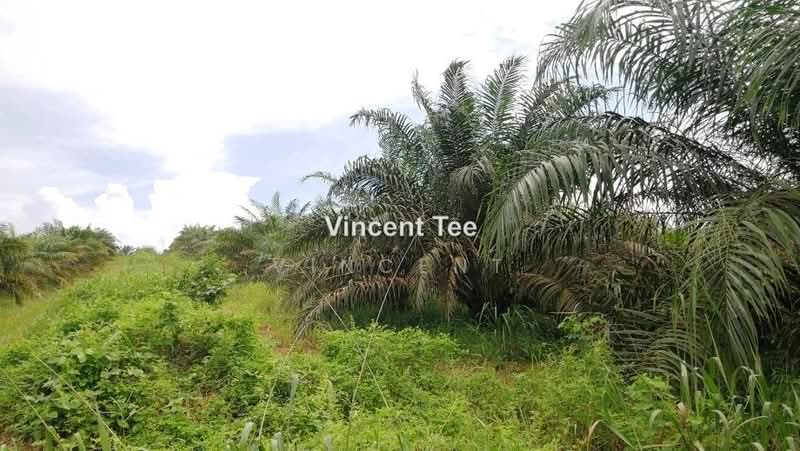 Agricultural Land for Sale in Batu Pahat (Yong Peng) - Vincent Tee - PropertyGuru.com.my