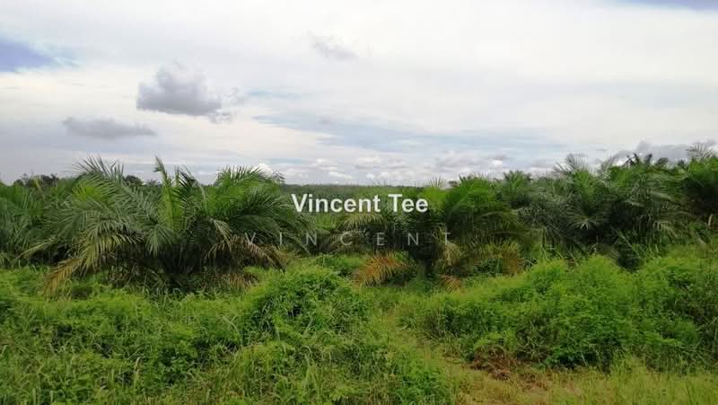 Agricultural Land for Sale in Batu Pahat (Yong Peng) - Vincent Tee - PropertyGuru.com.my
