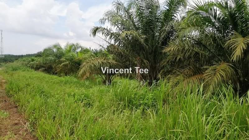 Agricultural Land for Sale in Batu Pahat (Yong Peng) - Vincent Tee - PropertyGuru.com.my