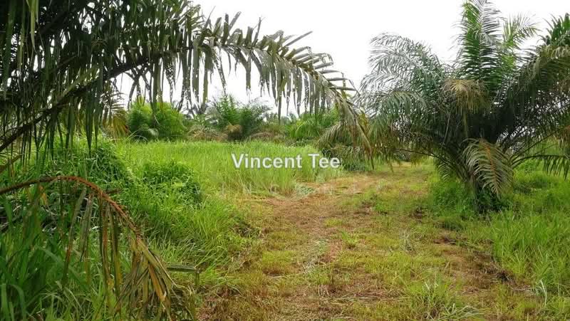 Agricultural Land for Sale in Batu Pahat (Yong Peng) - Vincent Tee - PropertyGuru.com.my