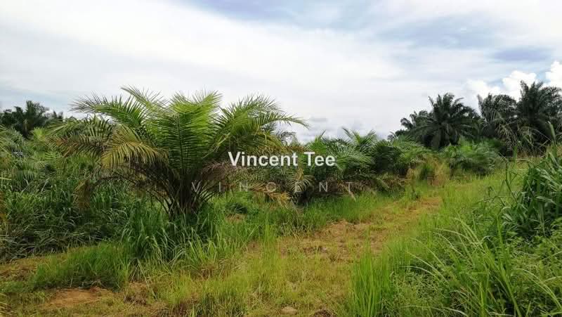 Agricultural Land for Sale in Batu Pahat (Yong Peng) - Vincent Tee - PropertyGuru.com.my