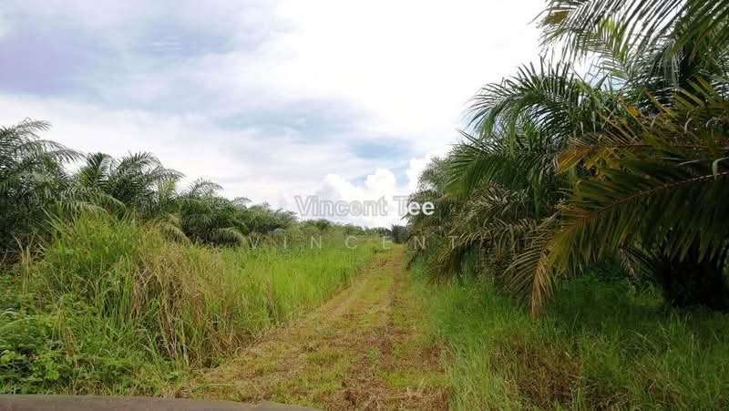 Agricultural Land for Sale in Batu Pahat (Yong Peng) - Vincent Tee - PropertyGuru.com.my
