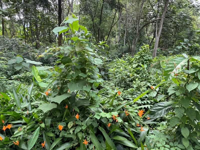 Bungalow Land for Sale in Taman Tunku (Bukit Tunku (Kenny Hills)) - Citta Cheng - PropertyGuru.com.my