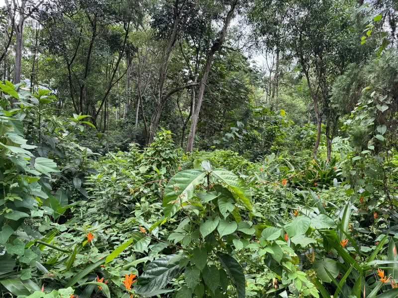 Bungalow Land for Sale in Taman Tunku (Bukit Tunku (Kenny Hills)) - Citta Cheng - PropertyGuru.com.my