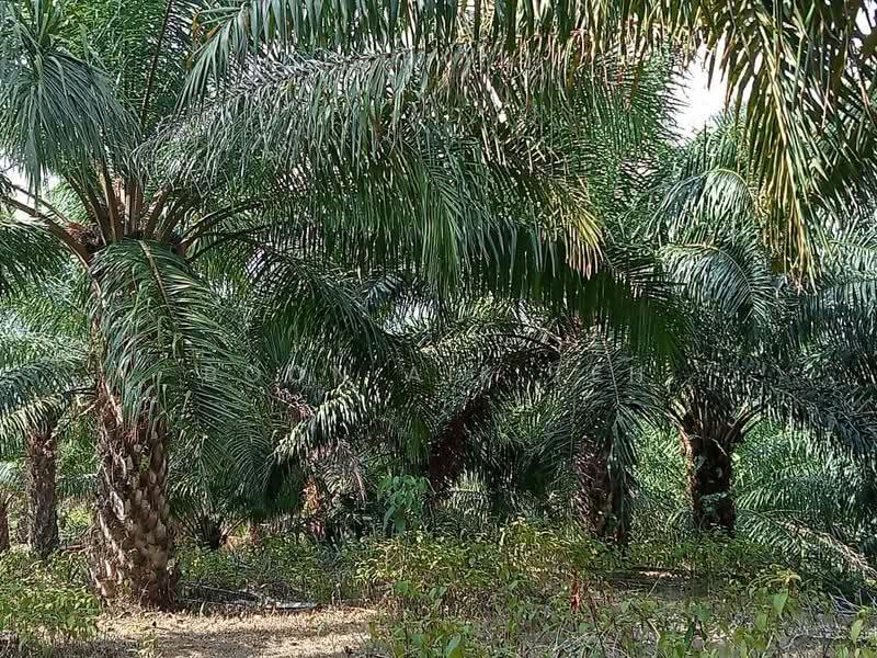 Agricultural Land for Sale in Relai (Gua Musang) - Boon Aik Teh - PropertyGuru.com.my