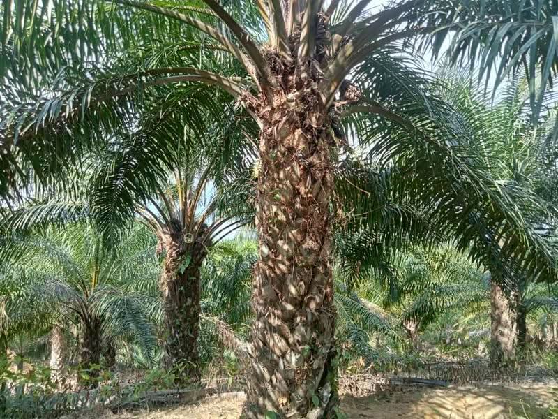 Agricultural Land for Sale in Relai (Gua Musang) - Boon Aik Teh - PropertyGuru.com.my