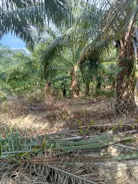 Agricultural Land for Sale in Relai (Gua Musang) - Boon Aik Teh - PropertyGuru.com.my