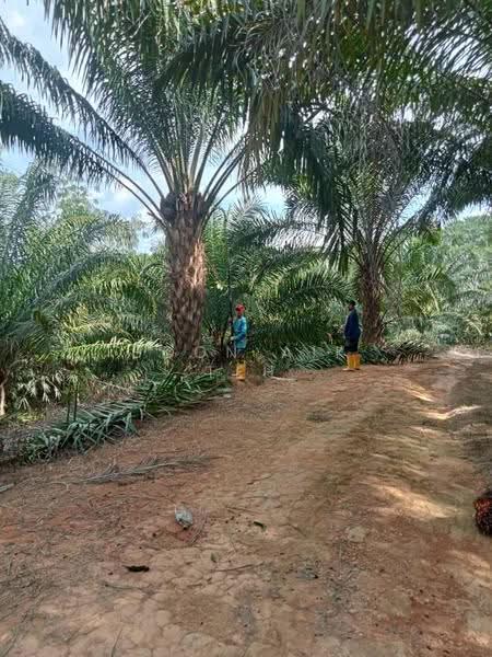 Agricultural Land for Sale in Relai (Gua Musang) - Boon Aik Teh - PropertyGuru.com.my