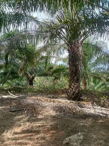 Agricultural Land for Sale in Relai (Gua Musang) - Boon Aik Teh - PropertyGuru.com.my