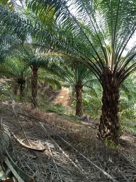 Agricultural Land for Sale in Relai (Gua Musang) - Boon Aik Teh - PropertyGuru.com.my