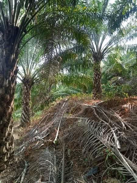 Agricultural Land for Sale in Relai (Gua Musang) - Boon Aik Teh - PropertyGuru.com.my