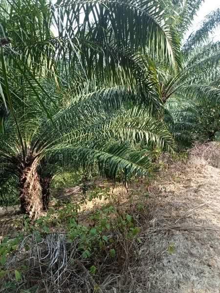 Agricultural Land for Sale in Relai (Gua Musang) - Boon Aik Teh - PropertyGuru.com.my