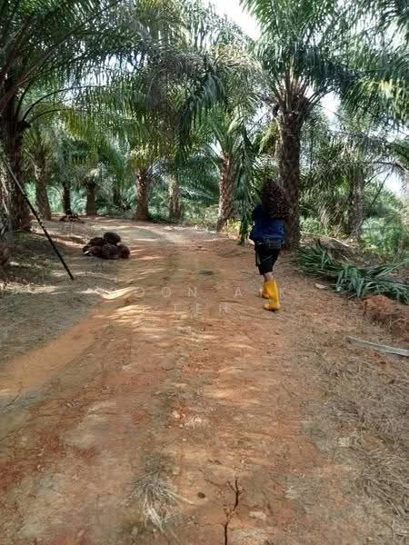 Agricultural Land for Sale in Relai (Gua Musang) - Boon Aik Teh - PropertyGuru.com.my