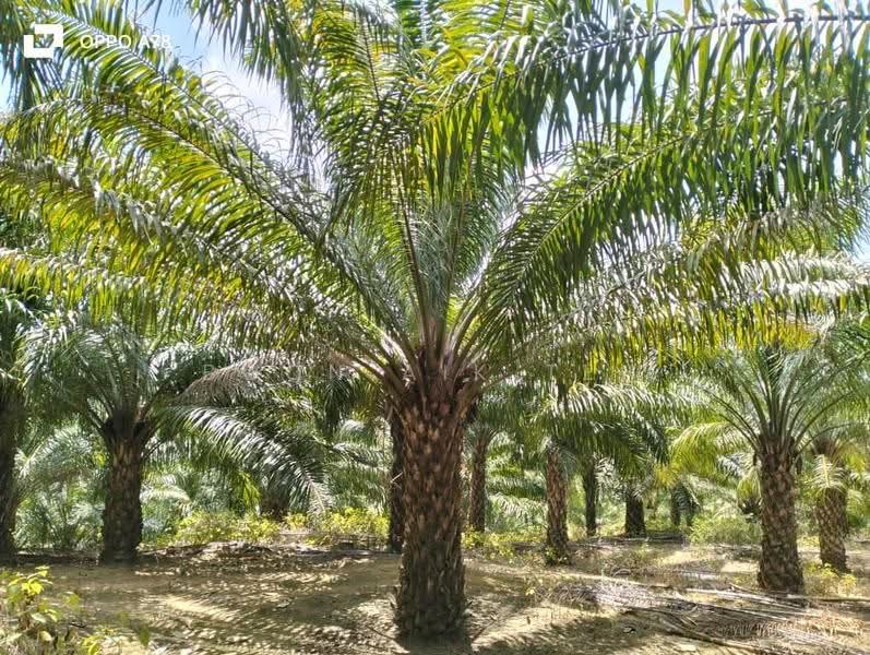 Agricultural Land for Sale in Relai (Gua Musang) - Boon Aik Teh - PropertyGuru.com.my