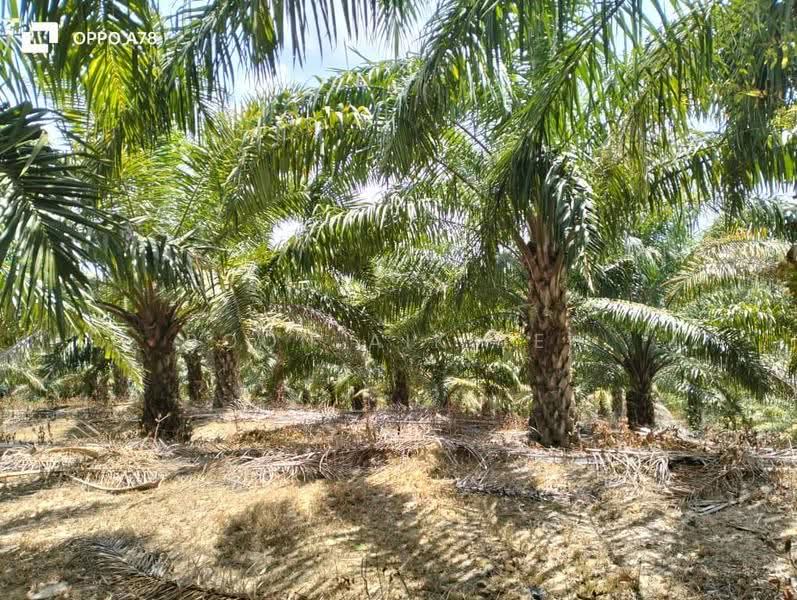 Agricultural Land for Sale in Relai (Gua Musang) - Boon Aik Teh - PropertyGuru.com.my