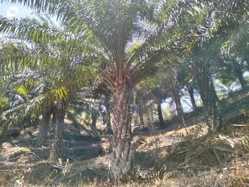 Agricultural Land for Sale in Relai (Gua Musang) - Boon Aik Teh - PropertyGuru.com.my