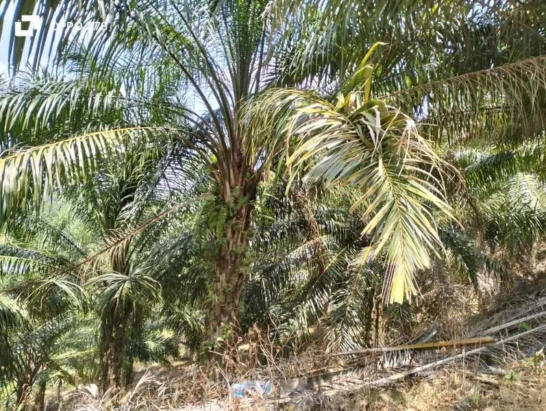 Agricultural Land for Sale in Relai (Gua Musang) - Boon Aik Teh - PropertyGuru.com.my