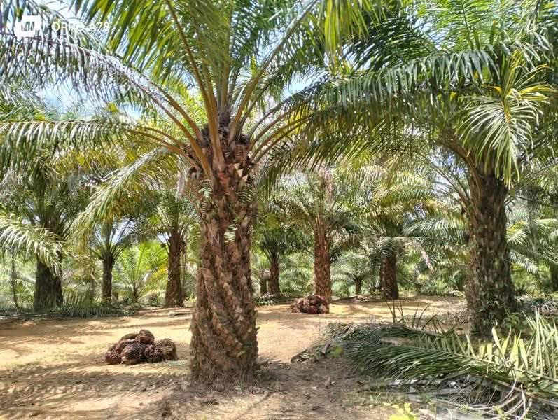 Agricultural Land for Sale in Relai (Gua Musang) - Boon Aik Teh - PropertyGuru.com.my