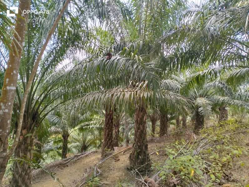 Agricultural Land for Sale in Relai (Gua Musang) - Boon Aik Teh - PropertyGuru.com.my