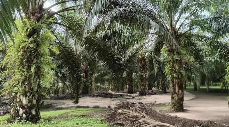 Agricultural Land for Sale in Jalan Mersing Jemaluang Mainroad (Mersing) - Kim Seng - PropertyGuru.com.my