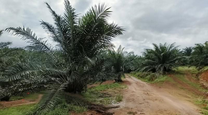 Agricultural Land for Sale in Jalan Mersing Jemaluang Mainroad (Mersing) - Kim Seng - Exterior - PropertyGuru.com.my