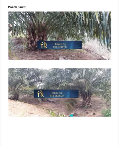Agricultural Land for Sale in Ranau (Sabah) - Ng Chiew Yok - PropertyGuru.com.my