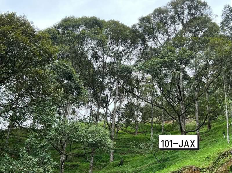Agricultural Land for Sale in Bukit Tinggi (Bentong) - Yap Chew Ying - PropertyGuru.com.my