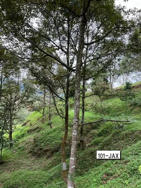 Agricultural Land for Sale in Bukit Tinggi (Bentong) - Yap Chew Ying - PropertyGuru.com.my