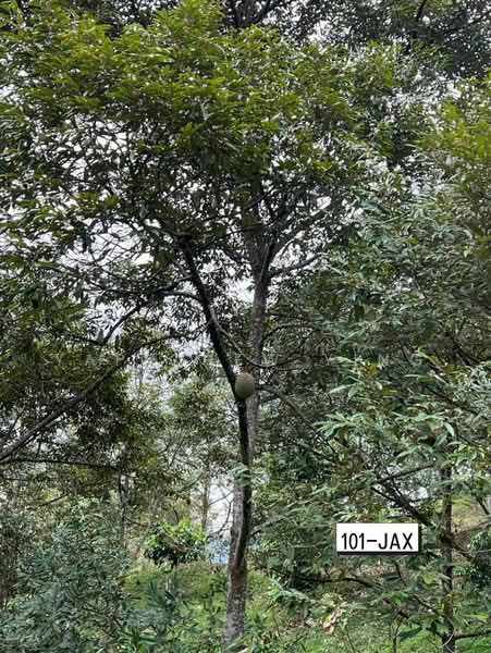 Agricultural Land for Sale in Bukit Tinggi (Bentong) - Yap Chew Ying - PropertyGuru.com.my