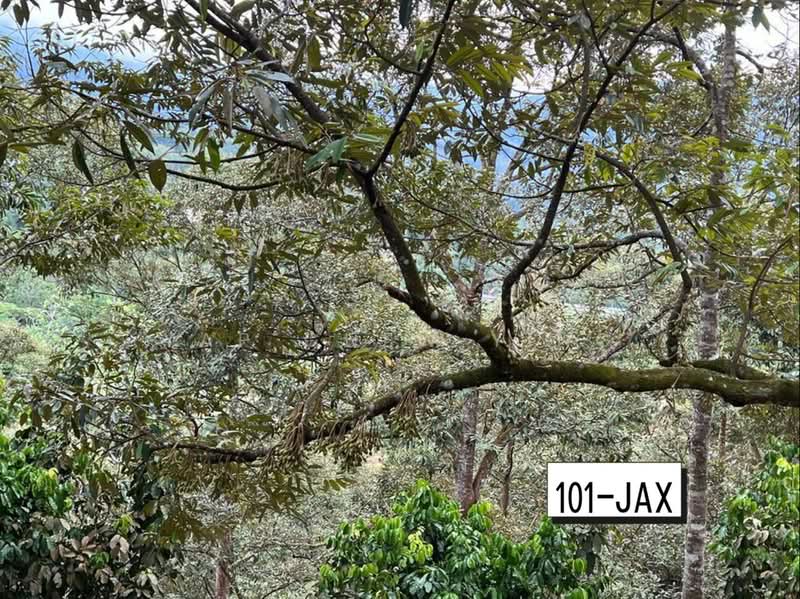 Agricultural Land for Sale in Bukit Tinggi (Bentong) - Yap Chew Ying - PropertyGuru.com.my