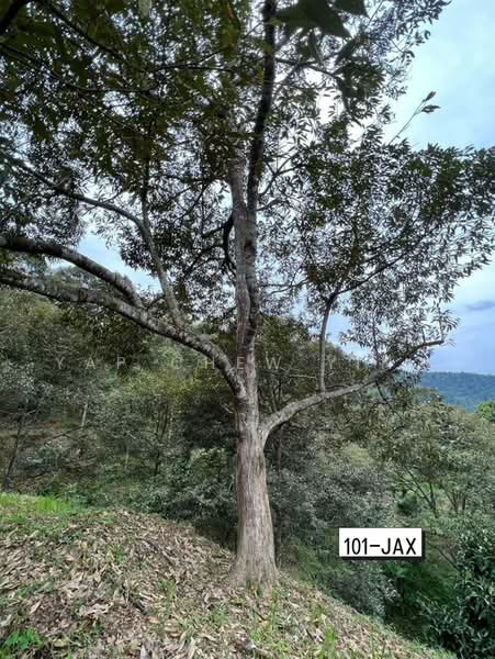 Agricultural Land for Sale in Bukit Tinggi (Bentong) - Yap Chew Ying - PropertyGuru.com.my