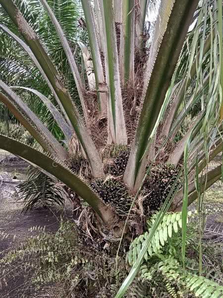Agricultural Land for Sale in Bandar Pontian (Pontian) - Carol Tan - PropertyGuru.com.my