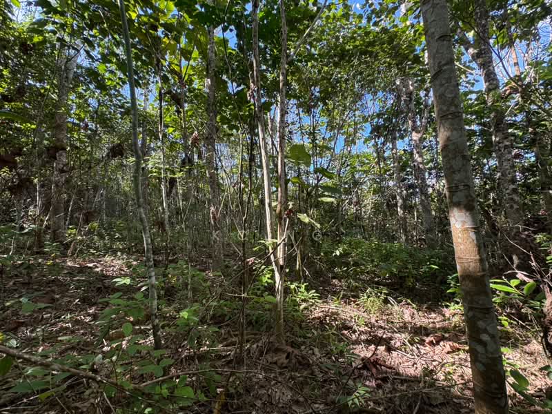 Tanah Pertanian untuk Dijual di Kampung Gerik (Gerik) - KC Ng - PropertyGuru.com.my