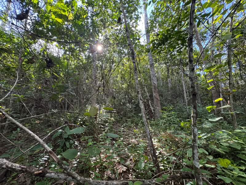 Tanah Pertanian untuk Dijual di Kampung Gerik (Gerik) - KC Ng - PropertyGuru.com.my