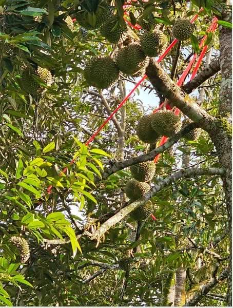 Agricultural Land for Sale in Hulu Langat (Selangor) - Sean Liew - PropertyGuru.com.my