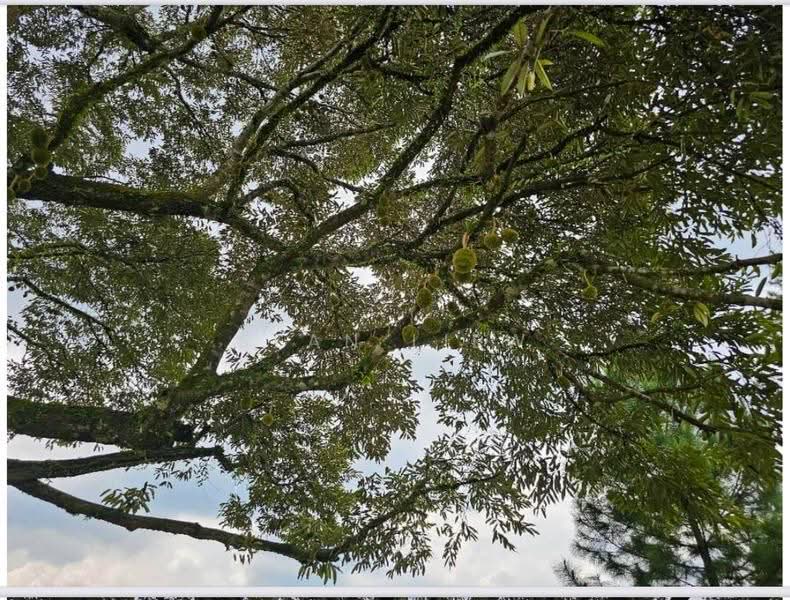 Agricultural Land for Sale in Hulu Langat (Selangor) - Sean Liew - PropertyGuru.com.my