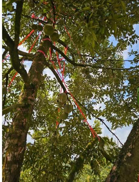 Agricultural Land for Sale in Hulu Langat (Selangor) - Sean Liew - PropertyGuru.com.my