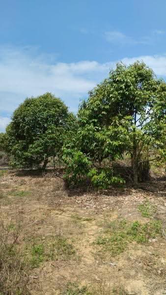 Agricultural Land for Sale in Simpang Pertang , Negeri Sembilan (Simpang Pertang) - Sean Liew - PropertyGuru.com.my