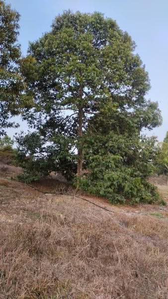 Agricultural Land for Sale in Simpang Pertang , Negeri Sembilan (Simpang Pertang) - Sean Liew - PropertyGuru.com.my